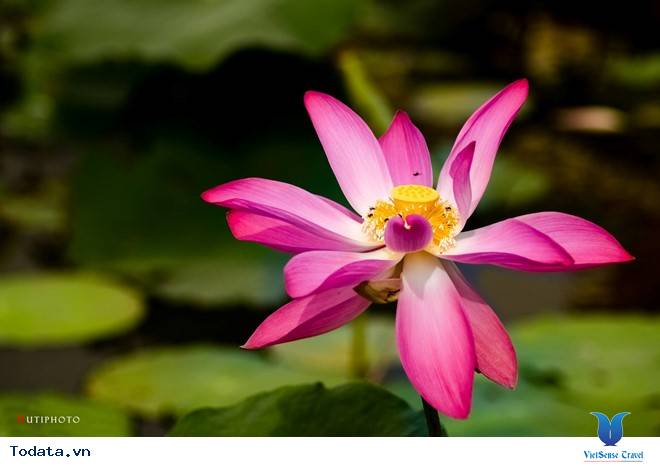 Rức Sắc Màu Hoa Trên Những Nẻo Đường Phượt Mùa Thu - Ảnh 16