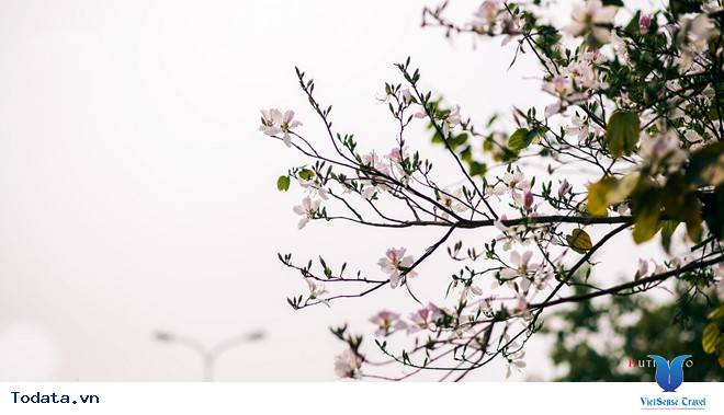 Rức Sắc Màu Hoa Trên Những Nẻo Đường Phượt Mùa Thu - Ảnh 5