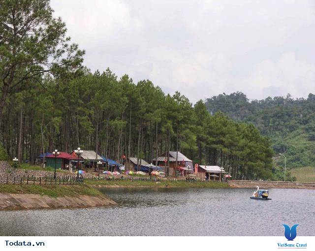 Rừng Thông Bản Áng - Ảnh 5