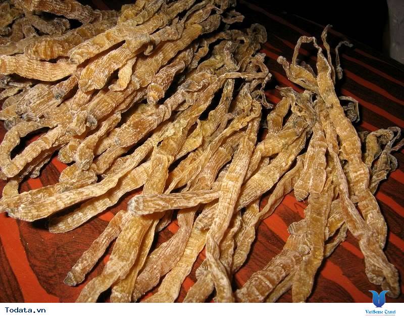 Sá sùng Côn Đảo