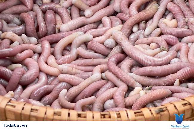 Sá Sùng Quan Lạn - Ảnh 2 Sá Sùng Quan Lạn - Ảnh 2