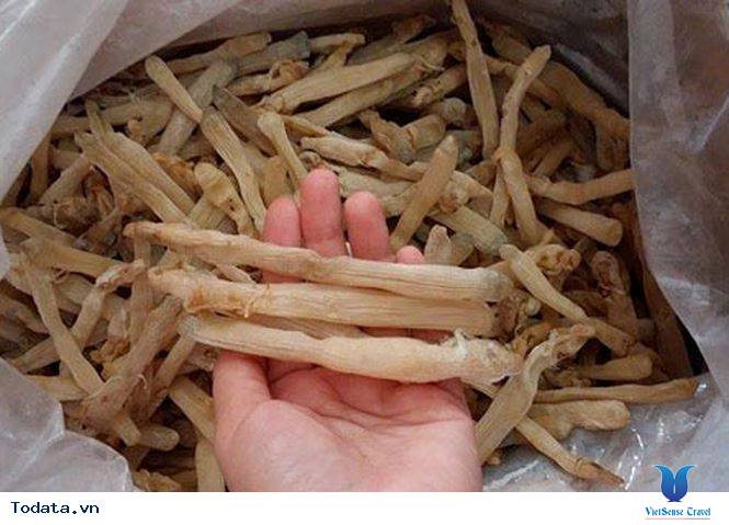 Sá Sùng Quan Lạn - Ảnh 7 Sá Sùng Quan Lạn - Ảnh 7