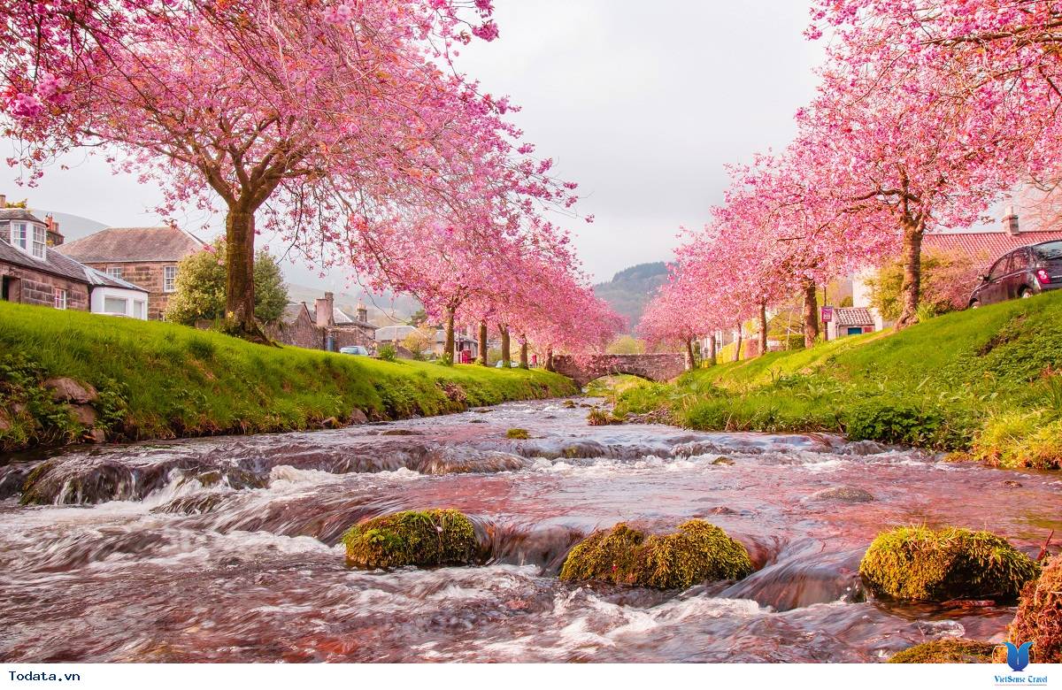 Sống ảo với mùa hoa anh đào ở Nhật Bản - Ảnh 2 Sống ảo với mùa hoa anh đào ở Nhật Bản - Ảnh 2