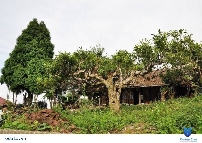 Suối Giàng, Điểm Đến Mới Lý Tưởng - Ảnh 6