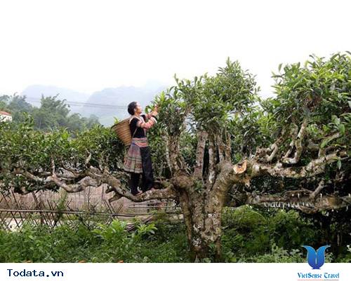 Suối Giàng, Điểm Đến Mới Lý Tưởng - Ảnh 1