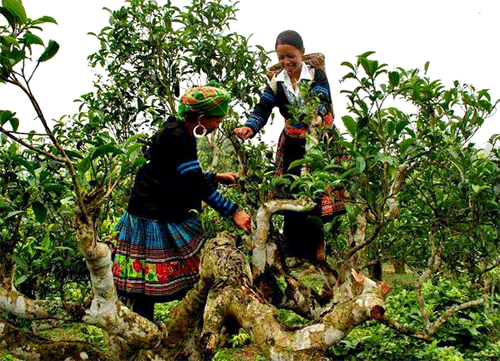 Suối Giàng, Điểm Đến Mới Lý Tưởng - Ảnh 2