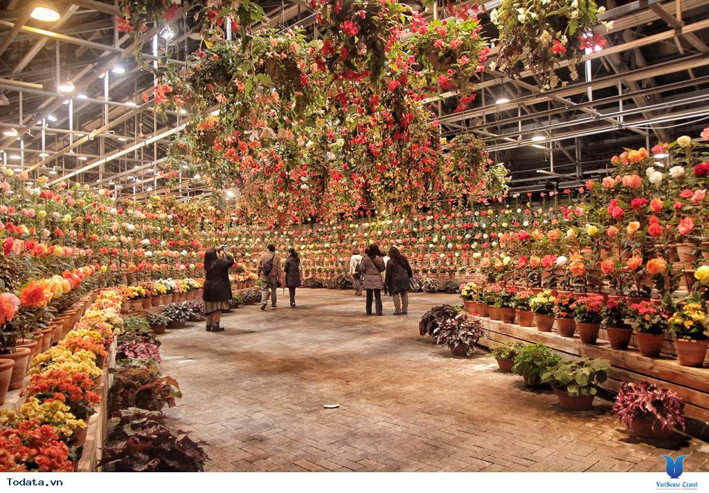 Tham quan công viên thần tiên của hoa và ánh sáng tại Nhật Bản - Ảnh 1 Tham quan công viên thần tiên của hoa và ánh sáng tại Nhật Bản - Ảnh 1