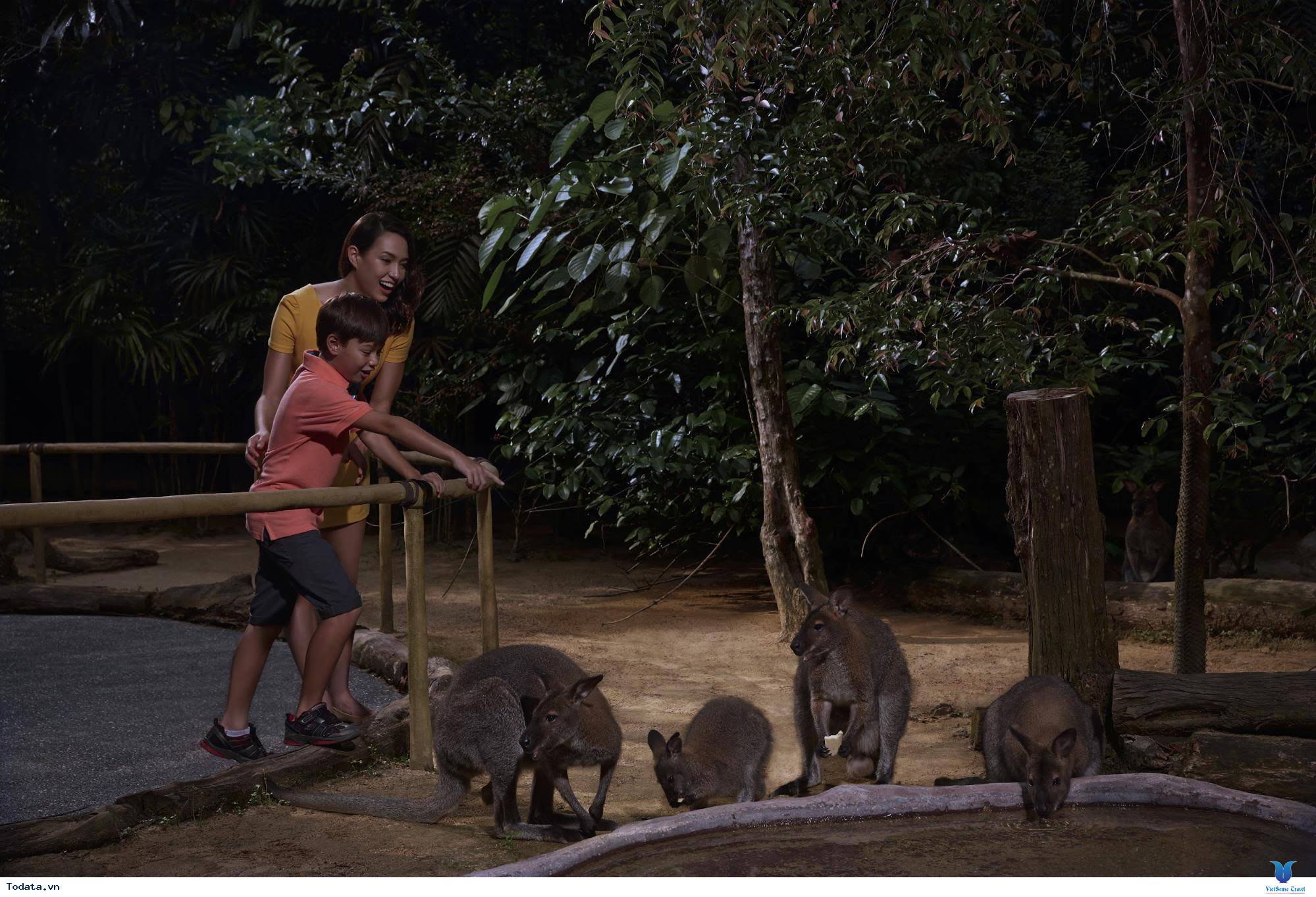 Tham Quan Vườn Thú Night Safari - Ảnh 4 Tham Quan Vườn Thú Night Safari - Ảnh 4