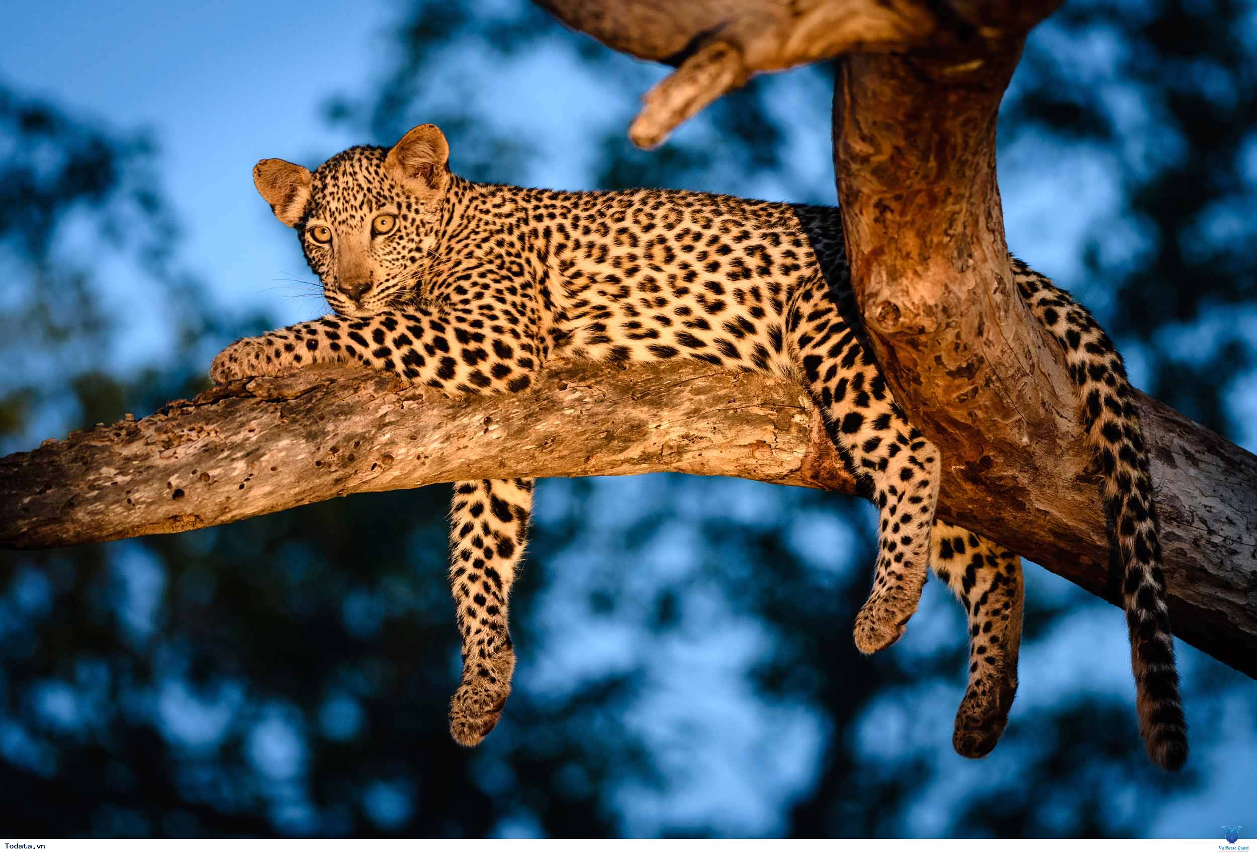 Tham Quan Vườn Thú Night Safari - Ảnh 2 Tham Quan Vườn Thú Night Safari - Ảnh 2