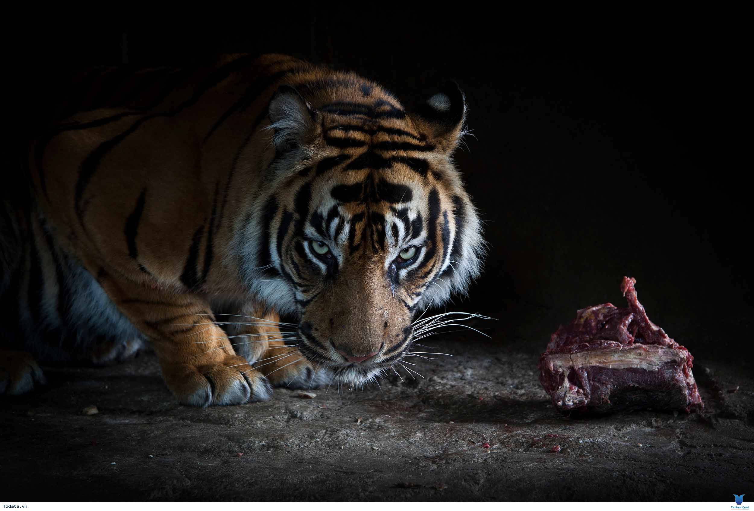 Тигр есть мясо. Тигр атакует. Амурский тигр на охоте.
