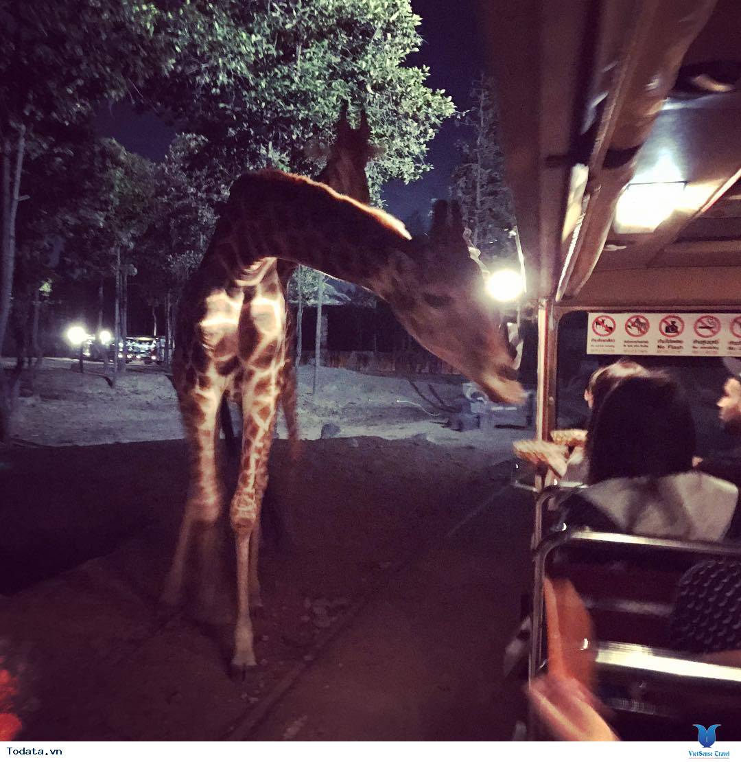 Tham Quan Vườn Thú Night Safari - Ảnh 8 Tham Quan Vườn Thú Night Safari - Ảnh 8