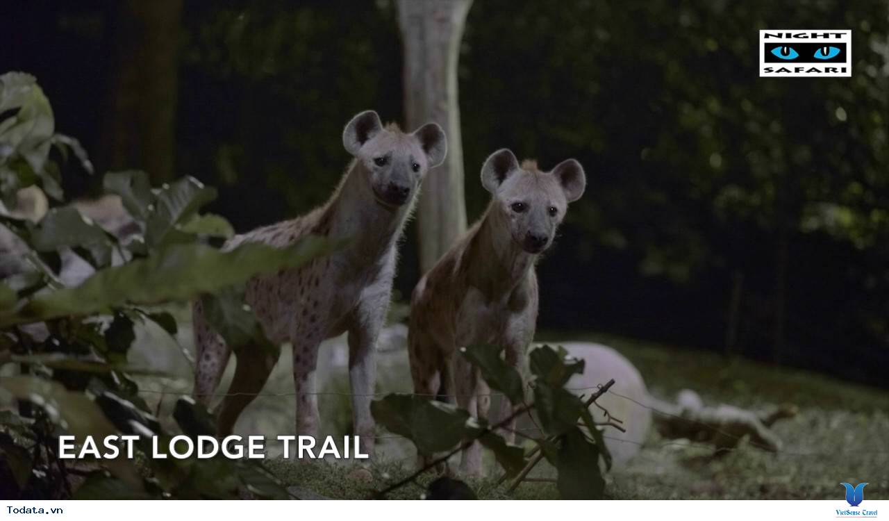 Tham Quan Vườn Thú Night Safari - Ảnh 6 Tham Quan Vườn Thú Night Safari - Ảnh 6