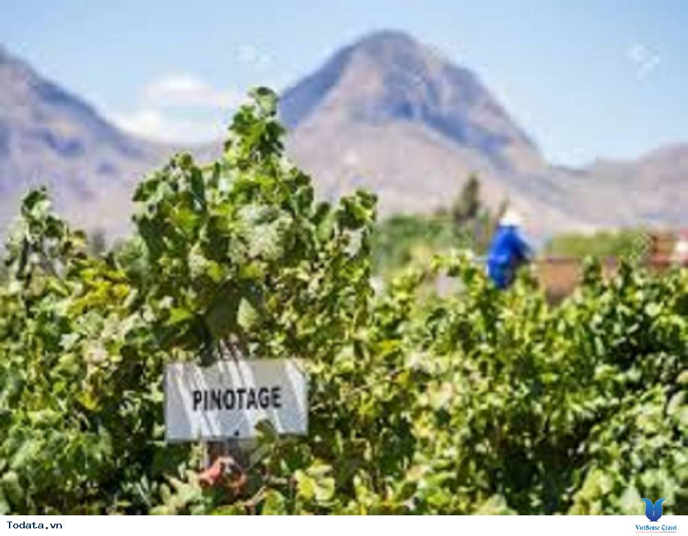 Thế giới rượu vang Nam Phi - Ảnh 2 Thế giới rượu vang Nam Phi - Ảnh 2
