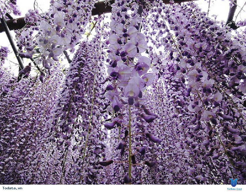 Thỏa sức trải nghiệm cùng đường hoa tử đằng tại Nhật Bản - Ảnh 2 Thỏa sức trải nghiệm cùng đường hoa tử đằng tại Nhật Bản - Ảnh 2