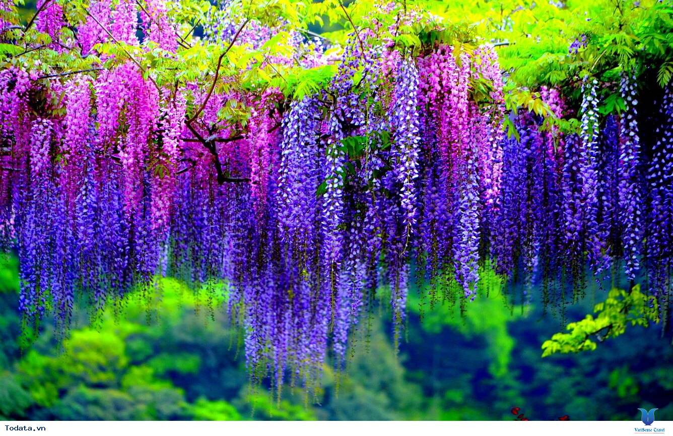 Thỏa sức trải nghiệm cùng đường hoa tử đằng tại Nhật Bản - Ảnh 1 Thỏa sức trải nghiệm cùng đường hoa tử đằng tại Nhật Bản - Ảnh 1