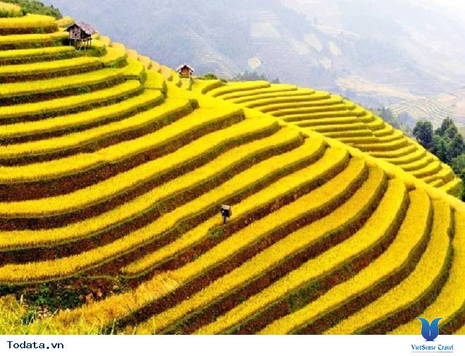 Thời Gian Và Địa Điểm Lý Tưởng Ngắm Mùa Lúa Chín Tây Bắc - Ảnh 1