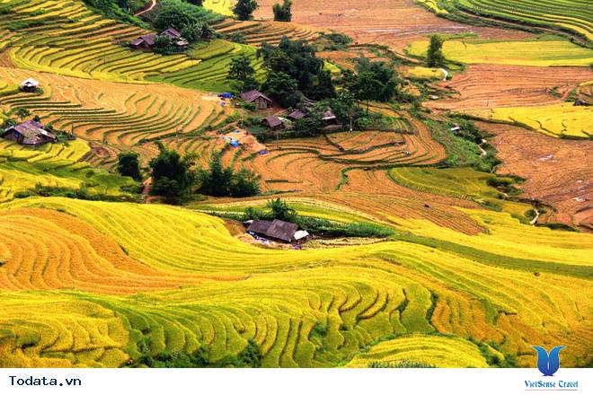 Thời Gian Và Địa Điểm Lý Tưởng Ngắm Mùa Lúa Chín Tây Bắc - Ảnh 3