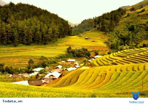 Thời Gian Và Địa Điểm Lý Tưởng Ngắm Mùa Lúa Chín Tây Bắc - Ảnh 6