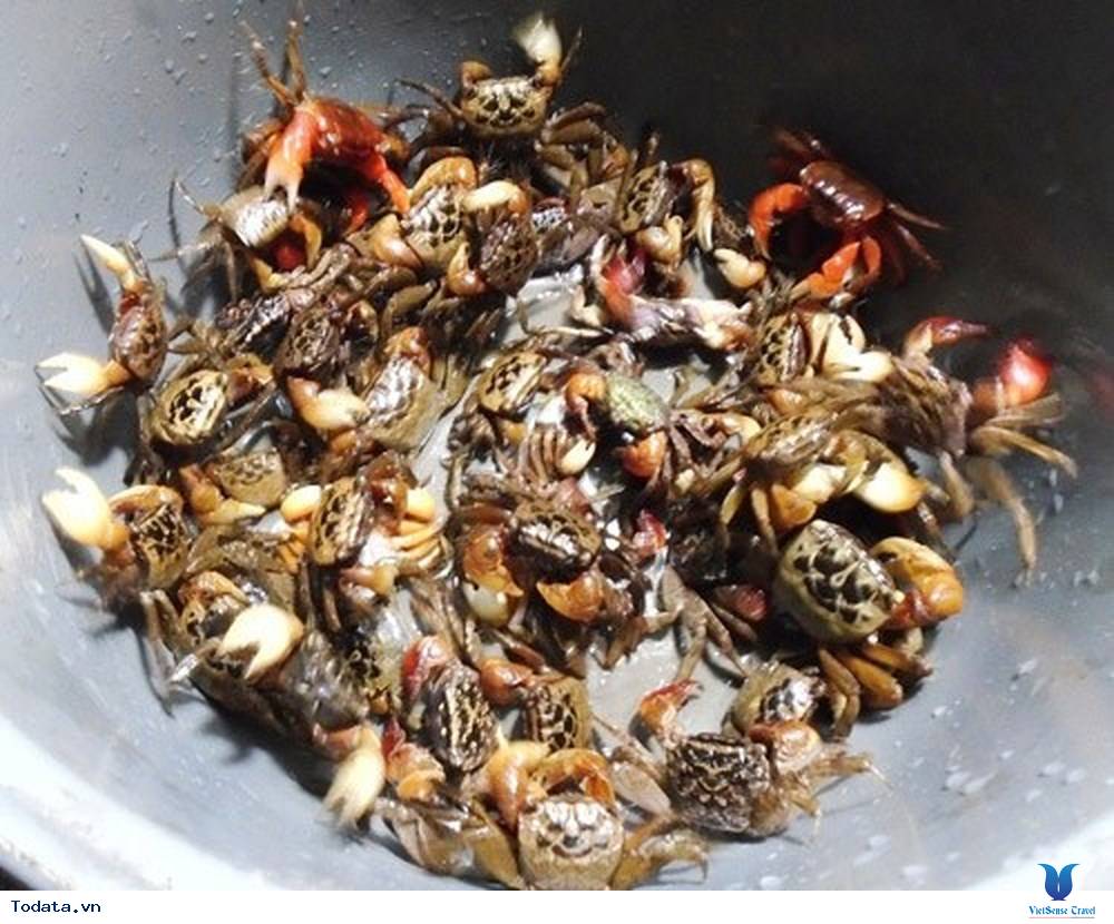 Thưởng Thức Đặc Sản Mắm Cáy Xứ Thanh - Ảnh 2 Thưởng Thức Đặc Sản Mắm Cáy Xứ Thanh - Ảnh 2