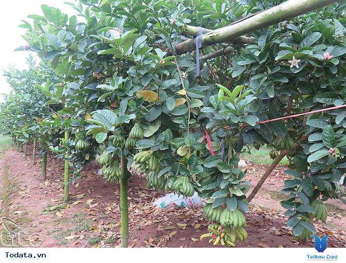 Tiềm năng du lịch Phúc Thọ, Hà Nội - Ảnh 2