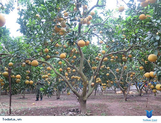 Tiềm năng du lịch Phúc Thọ, Hà Nội - Ảnh 3