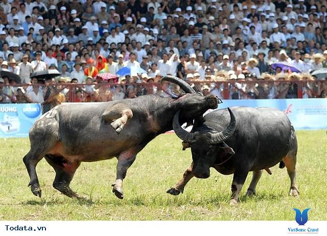 Tìm Hiểu Lễ Hội Chọi Trâu Đồ Sơn - Ảnh 2 Tìm Hiểu Lễ Hội Chọi Trâu Đồ Sơn - Ảnh 2