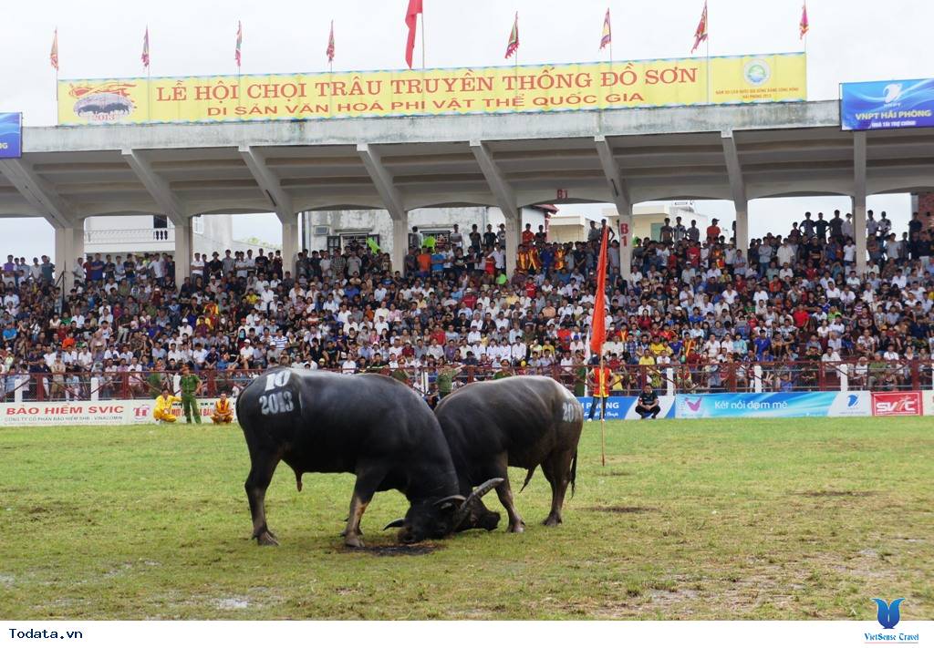 Tìm Hiểu Lễ Hội Chọi Trâu Đồ Sơn - Ảnh 1 Tìm Hiểu Lễ Hội Chọi Trâu Đồ Sơn - Ảnh 1