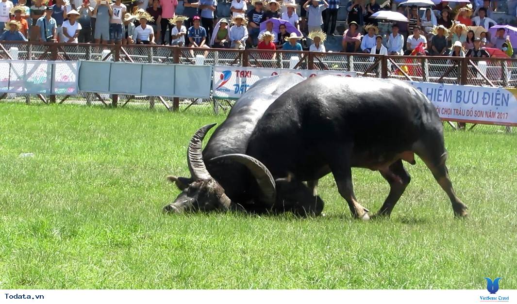Tìm Hiểu Lễ Hội Chọi Trâu Đồ Sơn - Ảnh 4 Tìm Hiểu Lễ Hội Chọi Trâu Đồ Sơn - Ảnh 4