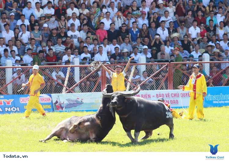 Tìm Hiểu Lễ Hội Chọi Trâu Đồ Sơn - Ảnh 6 Tìm Hiểu Lễ Hội Chọi Trâu Đồ Sơn - Ảnh 6
