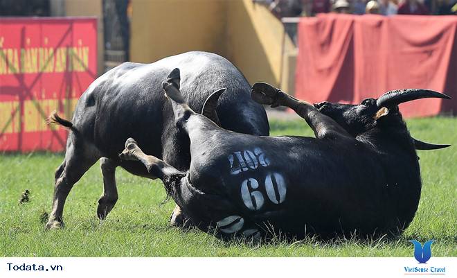 Tìm Hiểu Lễ Hội Chọi Trâu Đồ Sơn - Ảnh 5 Tìm Hiểu Lễ Hội Chọi Trâu Đồ Sơn - Ảnh 5