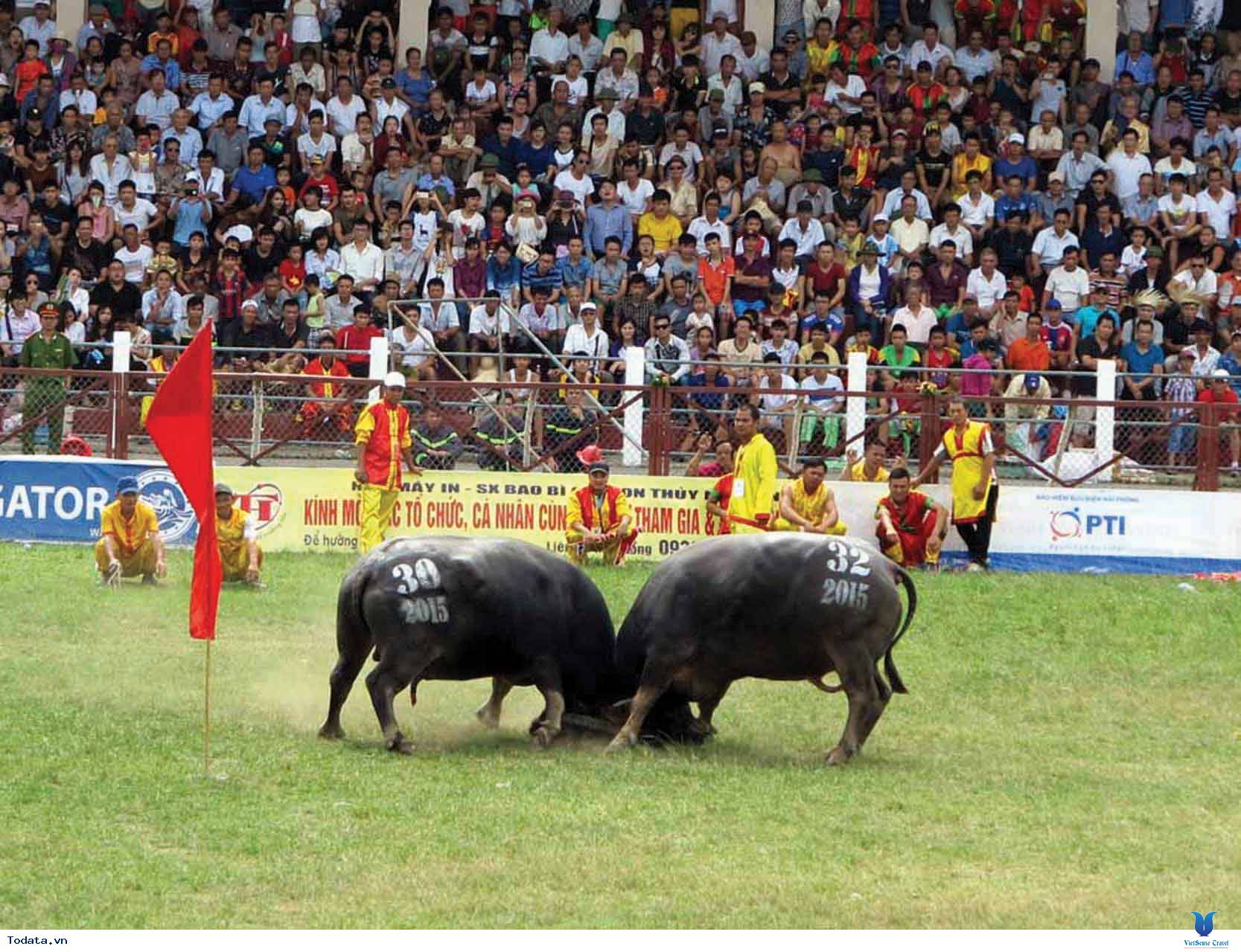 Tìm Hiểu Lễ Hội Chọi Trâu Đồ Sơn - Ảnh 7 Tìm Hiểu Lễ Hội Chọi Trâu Đồ Sơn - Ảnh 7