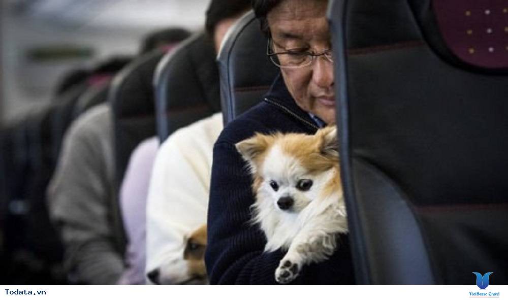 Tour du lịch thú vị bằng máy bay cùng chó tại Nhật Bản - Ảnh 1