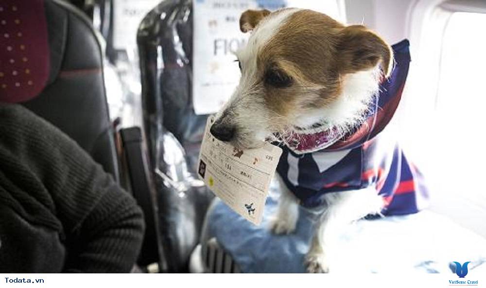 Tour du lịch thú vị bằng máy bay cùng chó tại Nhật Bản - Ảnh 2