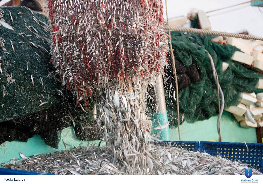 Trải nghiệm độc đáo tại nhà thùng sản xuất nước mắm Phú Quốc - Ảnh 5