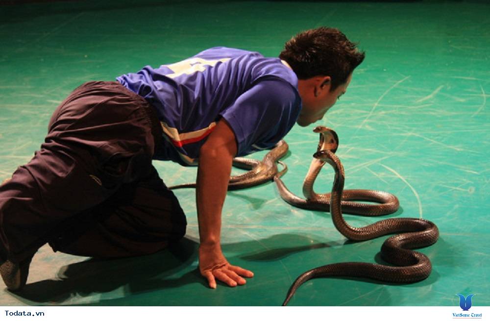 Trải nghiệm tại trại rắn Bangkok của Thái Lan - Ảnh 1 Trải nghiệm tại trại rắn Bangkok của Thái Lan - Ảnh 1