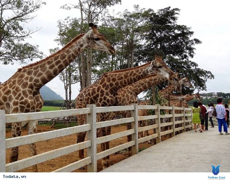 Trải nghiệm thú vị tại công viên nông trại Singha Park của Thái Lan - Ảnh 1 Trải nghiệm thú vị tại công viên nông trại Singha Park của Thái Lan - Ảnh 1