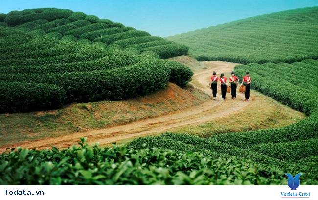 Trải nghiệm với cao nguyên xanh Mộc Châu - Ảnh 1