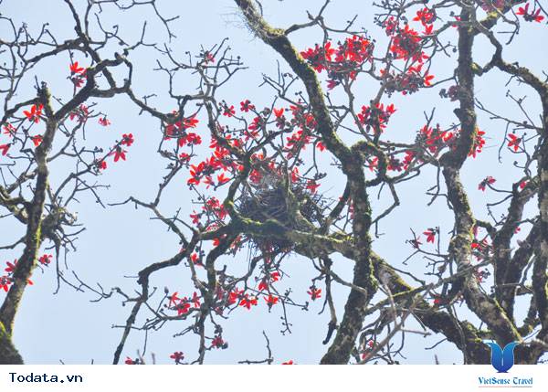 Trầm tịch Cốc Nghê - Ảnh 2