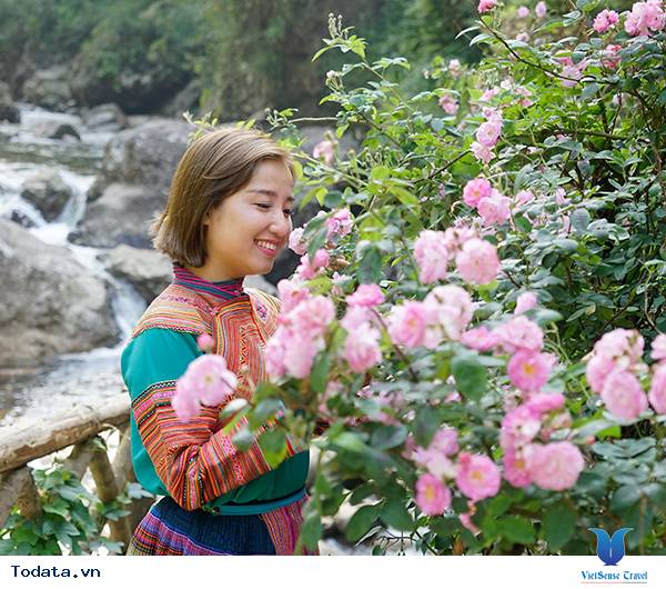 Vẻ đẹp hoa hồng Sa Pa - Ảnh 1