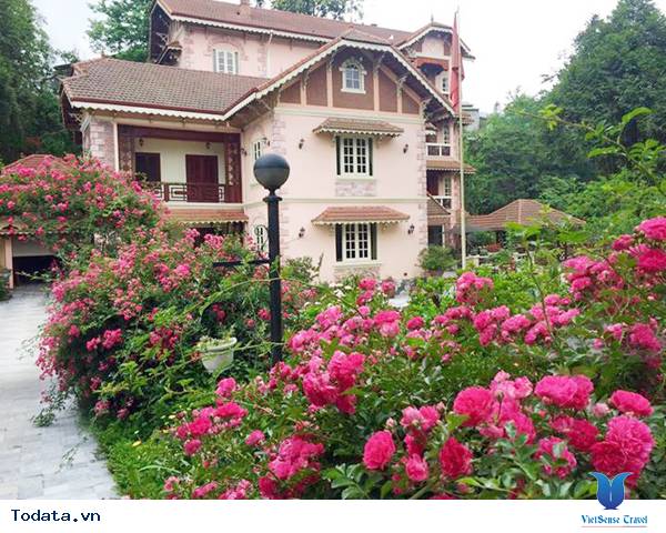 Vẻ đẹp hoa hồng Sa Pa - Ảnh 4