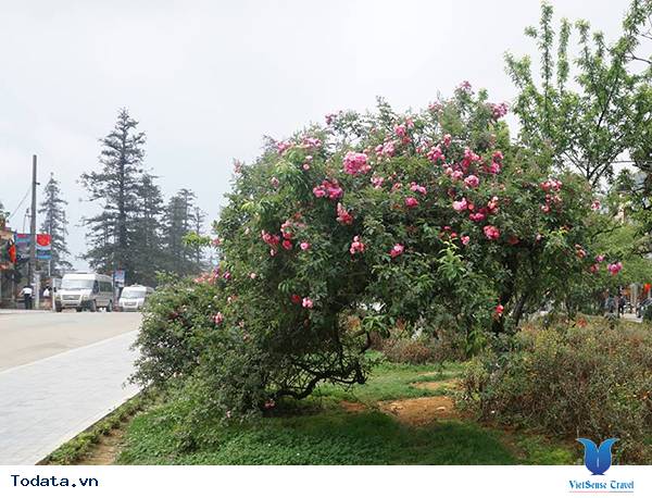 Vẻ đẹp hoa hồng Sa Pa - Ảnh 5