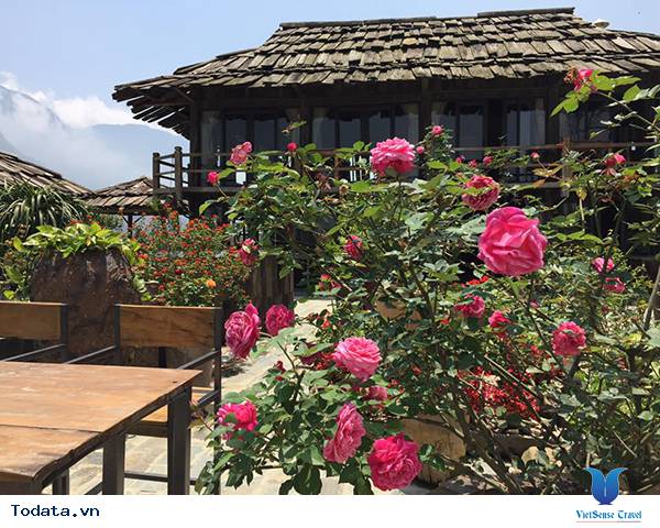 Vẻ đẹp hoa hồng Sa Pa - Ảnh 7