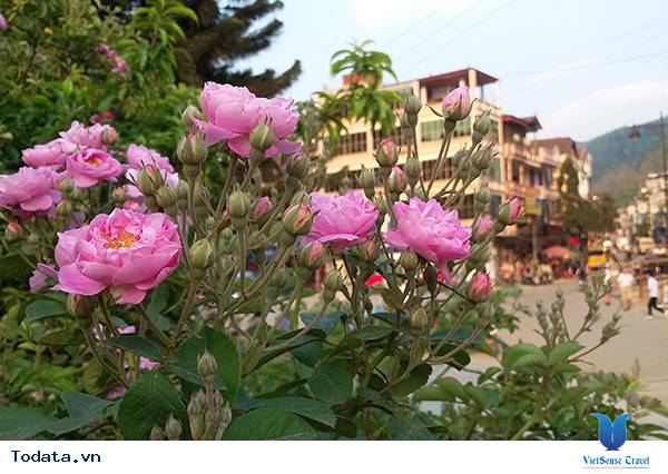 Vẻ đẹp hoa hồng Sa Pa - Ảnh 2
