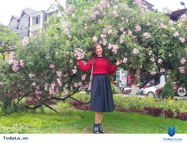 Vẻ đẹp hoa hồng Sa Pa - Ảnh 6