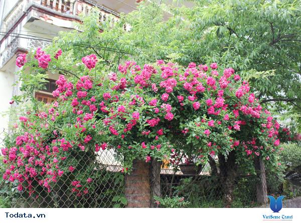 Vẻ đẹp hoa hồng Sa Pa - Ảnh 3