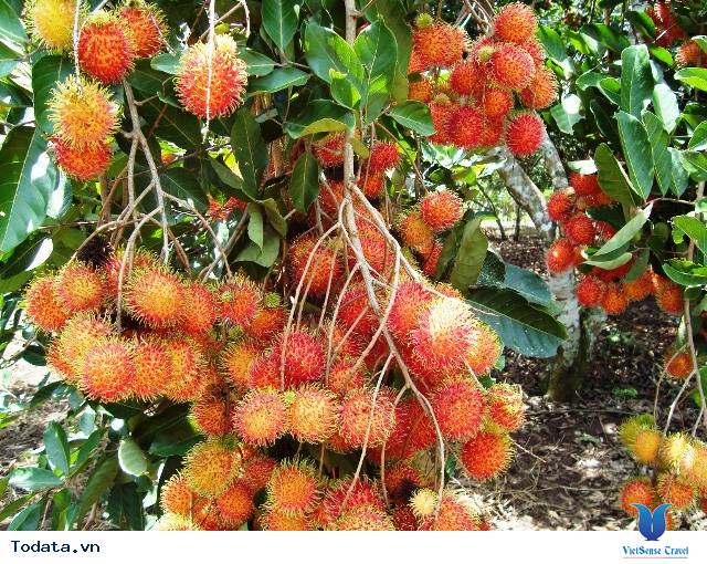 Về miền Tây mùa trái cây vào hạ - Ảnh 1