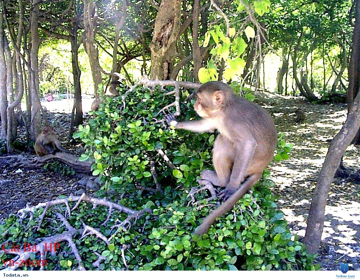 Vi Vu Đảo Khỉ Cát Bà - Ảnh 6 Vi Vu Đảo Khỉ Cát Bà - Ảnh 6