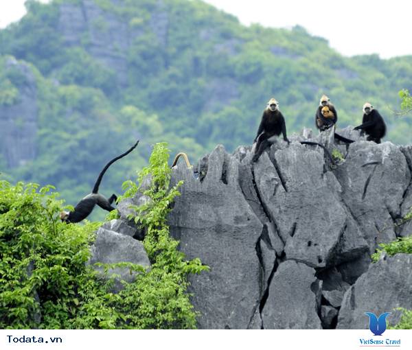 Vi Vu Đảo Khỉ Cát Bà - Ảnh 2 Vi Vu Đảo Khỉ Cát Bà - Ảnh 2