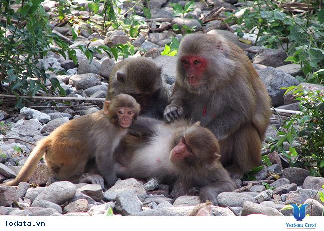 Vi Vu Đảo Khỉ Cát Bà - Ảnh 3 Vi Vu Đảo Khỉ Cát Bà - Ảnh 3