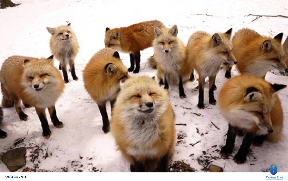 Vui đùa cùng với những con vật đáng yêu tại các thiên đường của Nhật Bản - Ảnh 3 Vui đùa cùng với những con vật đáng yêu tại các thiên đường của Nhật Bản - Ảnh 3